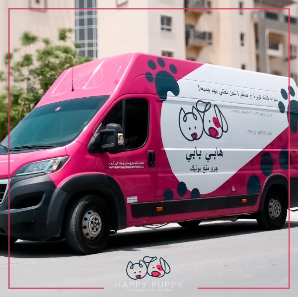 What to Expect During Your Cat’s First Professional Grooming Session